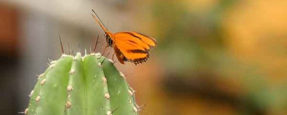 il-farfallone-e-il-cactus