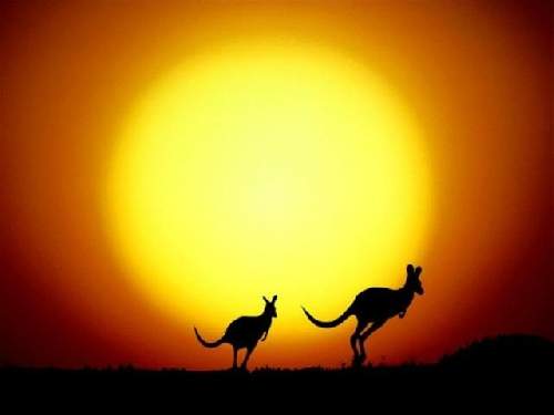 Gigi canguro e Mauro paguro 4 canguro