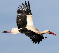 Olivia la cicogna dalle calze rosse 1 olivia-cicogna-calze-rosse