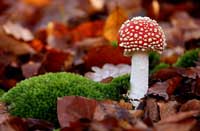 Autunno 1 autunno-alice