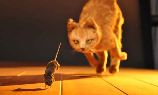 Il gatto, il topo e la formica 4 il gatto il topo e la formica