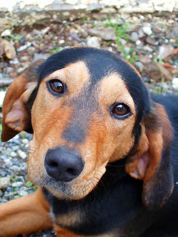 Ciclamino e il fantastico paese della felicità 1 ciclamino e il fantastico paese della felicita