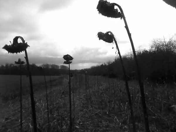 il sole vuole fare sciopero