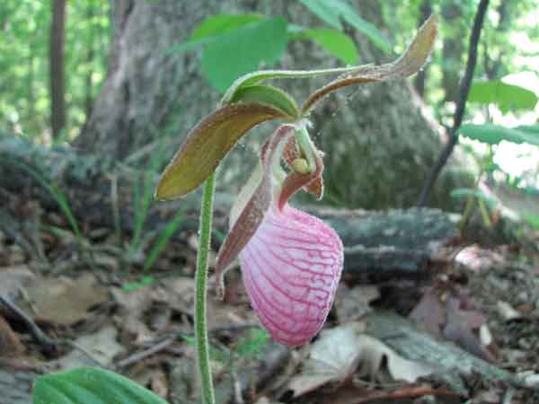 Il fiore misterioso 2 il fiore misterioso