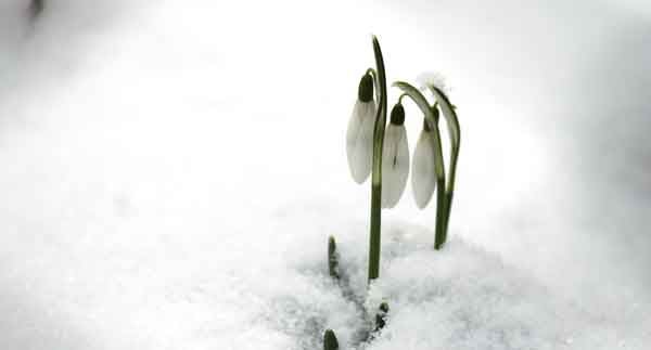 bucaneve luminoso natale