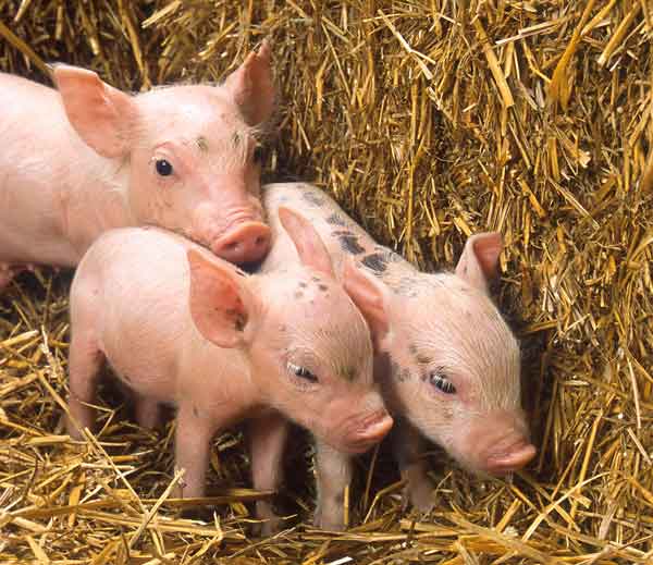 il piu pacifico di tre mialini