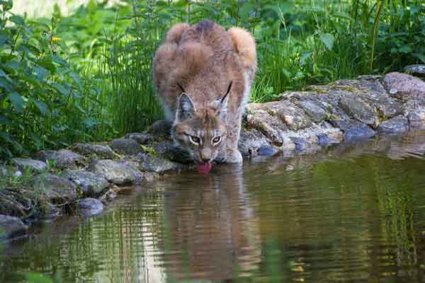 la lince e il fiume