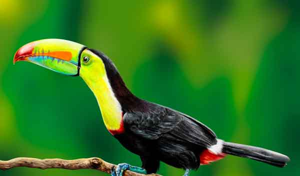 tucano giornata albero
