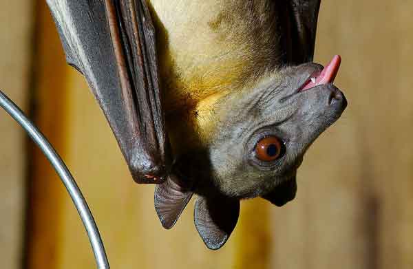 lello pipistrello