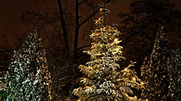 L'alberello poverello 11 alberello poverello