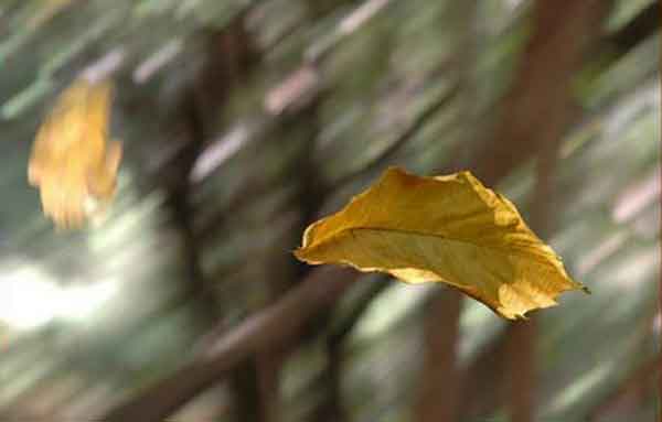La foglia e il volo 12 foglia volo