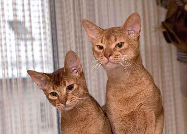 pippi prospero gatti