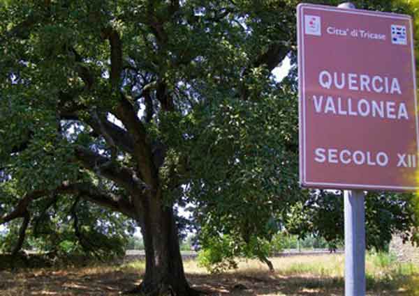 Il regno delle querce 1 quercia vallonea tricase