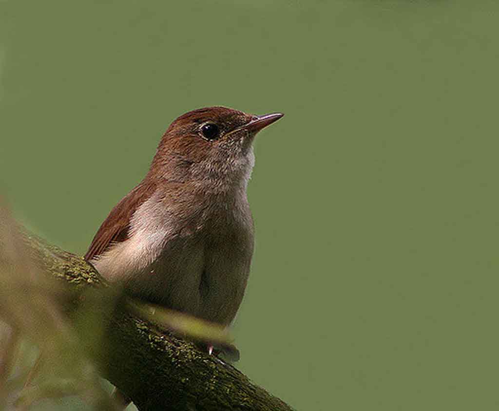viola mammola usignolo