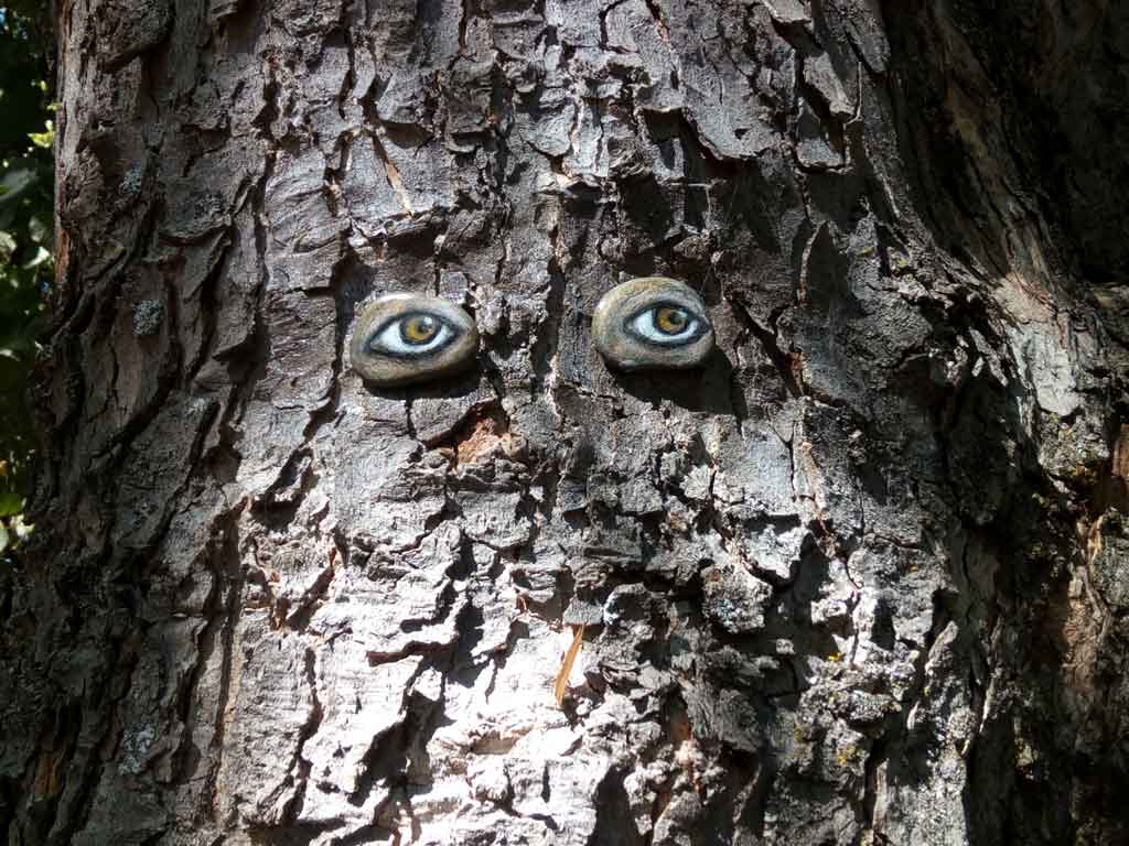 occhi alberi