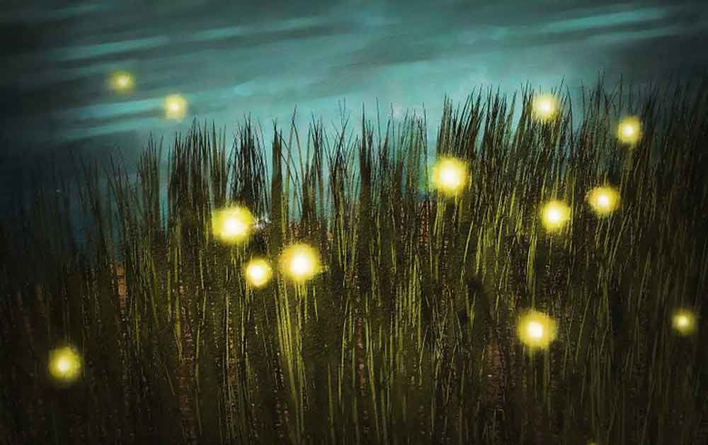 L'arancia d'oro 1 arancia oro