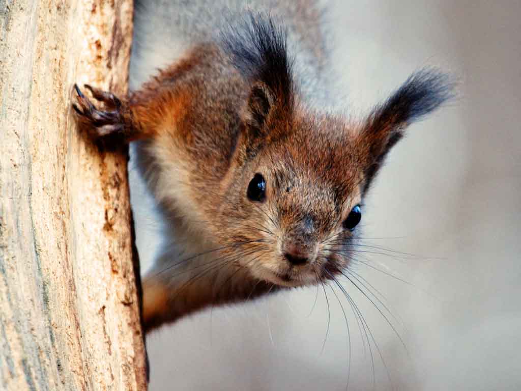 Lo scoiattolo burlone 1 scoiattolo burlone