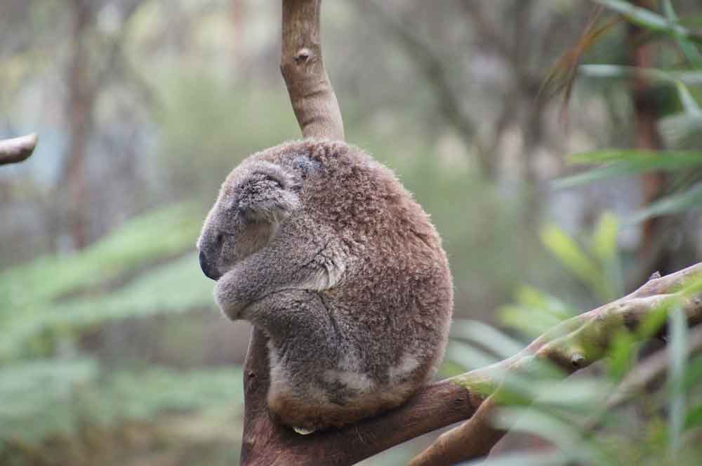 Koko, il koala vergognoso 1 koko koala vergognoso timidezza