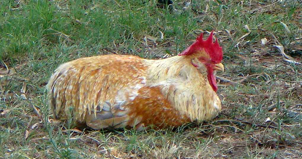Massimone, il gallo dormiglione 1 gallo dormiglione