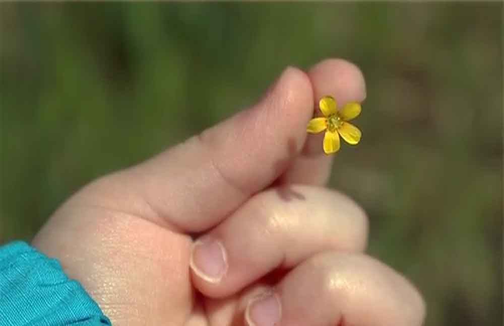 Bocciolino 1 bocciolino